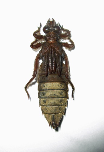 Larva/nymph
2011_Fannin